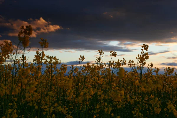 Schöner Sonnenuntergang - Rapsblüten Nahaufnahme, helle Frühlingslandschaft, dunkler Himmel, Wolken und Sonnenlicht — Stockfoto