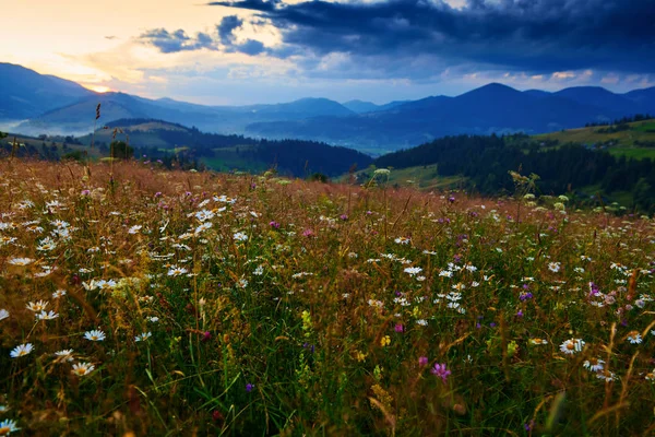 Fleurs sauvages, prairie et beau coucher de soleil dans les montagnes des Carpates paysage d'été, épicéas sur les collines, ciel nuageux sombre et lumière du soleil brillante — Photo