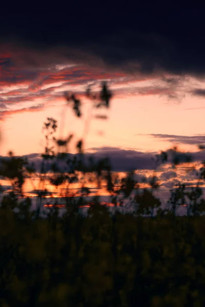 Magnifique coucher de soleil - gros plan de fleurs de colza, paysage printanier lumineux, ciel sombre, nuages et lumière du soleil — Photo