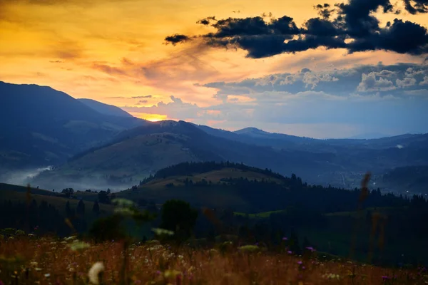 Wildflowers, meadow and beautiful sunset in carpathian mountains - summer landscape, spruces on hills, dark cloudy sky and bright sunlight — 스톡 사진