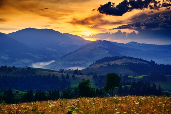 Wildblumen, Wiese und schöner Sonnenuntergang in den Karpaten - Sommerlandschaft, Fichten auf Hügeln, dunkler wolkenverhangener Himmel und helles Sonnenlicht — Stockfoto