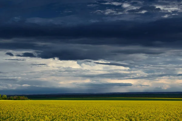 Hermoso atardecer sobre flores amarillas campo de colza, brillante paisaje primaveral, cielo oscuro, nubes y luz solar —  Fotos de Stock