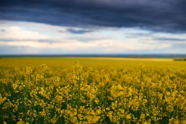 Bellissimo tramonto sul campo di colza di fiori gialli, paesaggio primaverile luminoso, cielo scuro, nuvole e luce solare — Foto Stock