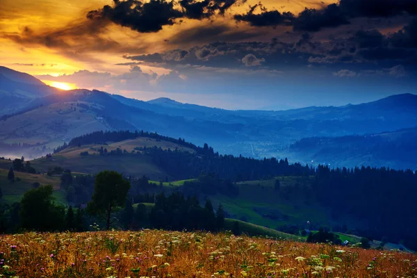 Wildblumen, Wiese und schöner Sonnenuntergang in den Karpaten - Sommerlandschaft, Fichten auf Hügeln, dunkler wolkenverhangener Himmel und helles Sonnenlicht — Stockfoto