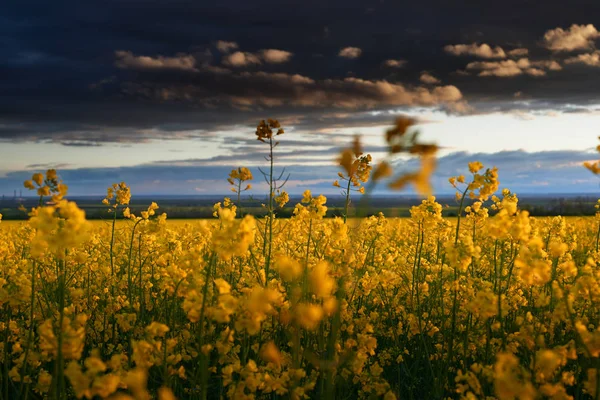 Beautiful sunset over yellow flowers rapeseed field, bright springtime landscape, dark sky, clouds and sunlight — Stock Photo, Image