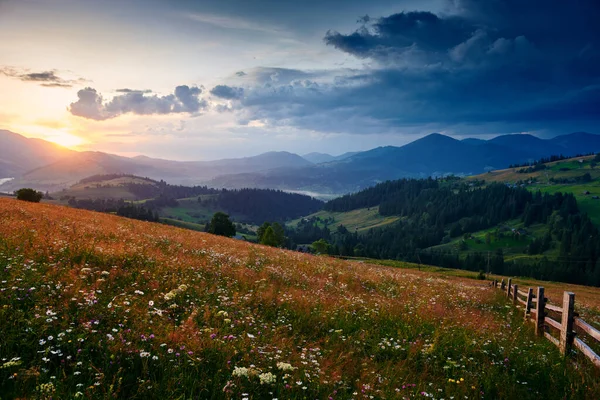 Flores silvestres, prado y hermosa puesta de sol en las montañas de los Cárpatos - paisaje de verano, abetos en las colinas, cielo nublado oscuro y la luz del sol brillante — Foto de Stock