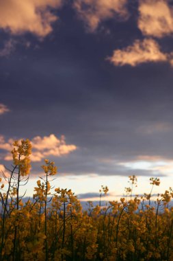 Güzel gün batımı - Yakından kolza tohumu çiçeği, parlak bahar manzarası, karanlık gökyüzü, bulutlar ve güneş ışığı