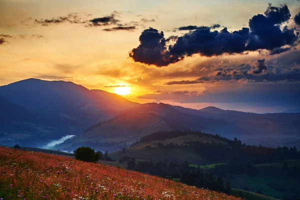 Полевые цветы, луг и красивый закат в Карпатах - летний пейзаж, ели на холмах, темное облачное небо и яркий солнечный свет — стоковое фото