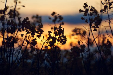Güzel gün batımı - Yakından kolza tohumu çiçeği, parlak bahar manzarası, karanlık gökyüzü, bulutlar ve güneş ışığı