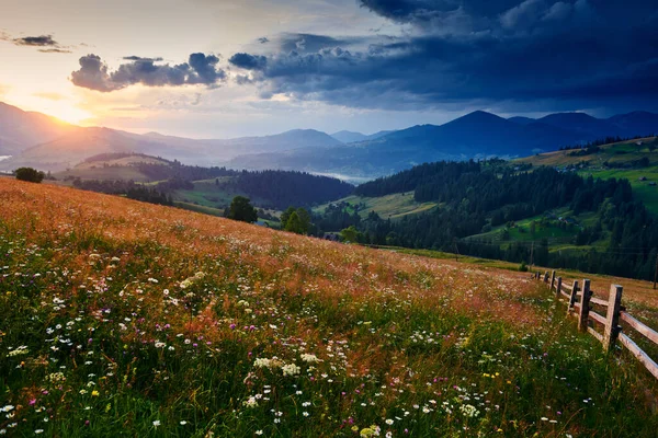 Flores silvestres, prado y hermosa puesta de sol en las montañas de los Cárpatos - paisaje de verano, abetos en las colinas, cielo nublado oscuro y la luz del sol brillante — Foto de Stock