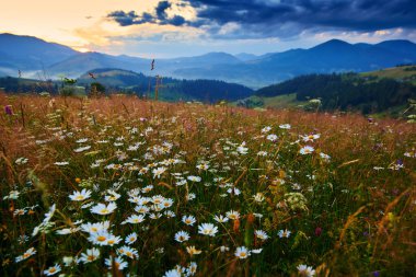Yaban çiçekleri, çayırlar ve Karpatlar 'da güzel günbatımı - yaz manzarası, tepelerde ışıltılar, karanlık bulutlu gökyüzü ve parlak güneş ışığı
