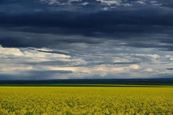 Hermoso Atardecer Sobre Flores Amarillas Campo Colza Brillante Paisaje Primaveral —  Fotos de Stock