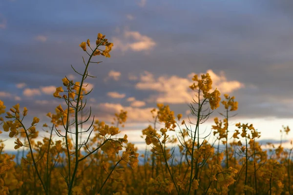 Hermoso Atardecer Primer Plano Flor Colza Brillante Paisaje Primaveral Cielo —  Fotos de Stock