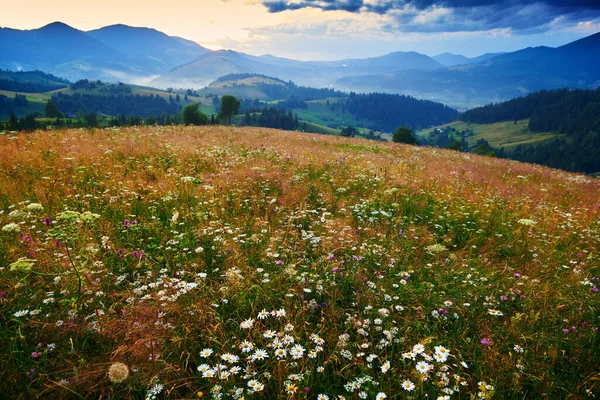 喀尔巴阡山脉中的野花 草地和美丽的落日 夏天的风景 山上的云杉 乌云密布的天空和灿烂的阳光 图库照片