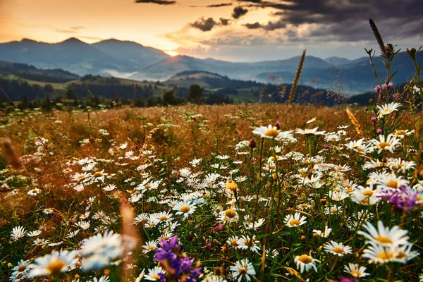 カルパチア山脈の野生の花 黄金の夕日 美しい夏の風景 丘の上のスプルース 暗い曇りの空と明るい日差し — ストック写真