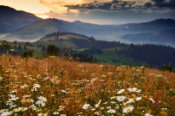 Wildflowers Meadow Golden Sunset Carpathian Mountains Beautiful Summer Landscape Spruces — 스톡 사진