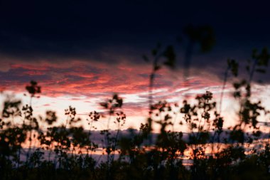Güzel gün batımı - Yakından kolza tohumu çiçeği, parlak bahar manzarası, karanlık gökyüzü, bulutlar ve güneş ışığı