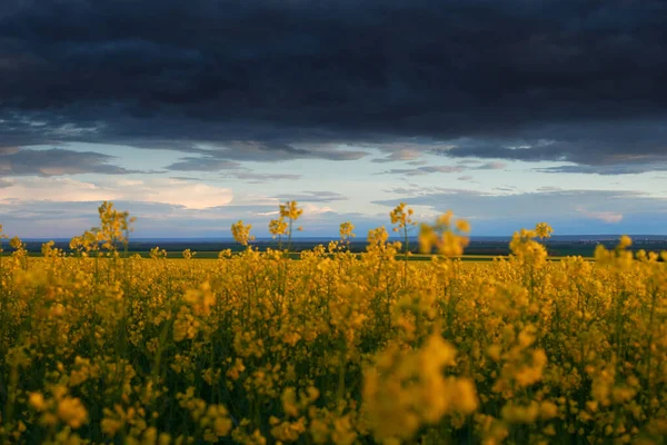 Hermoso Atardecer Sobre Flores Amarillas Campo Colza Brillante Paisaje Primaveral —  Fotos de Stock