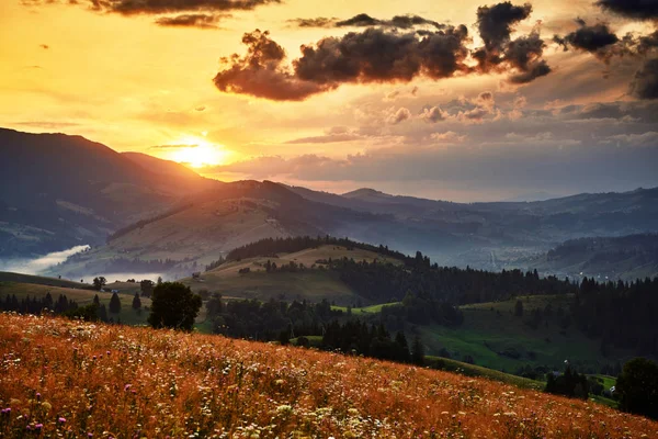 Wildflowers Meadow Golden Sunset Carpathian Mountains Beautiful Summer Landscape Spruces — 스톡 사진