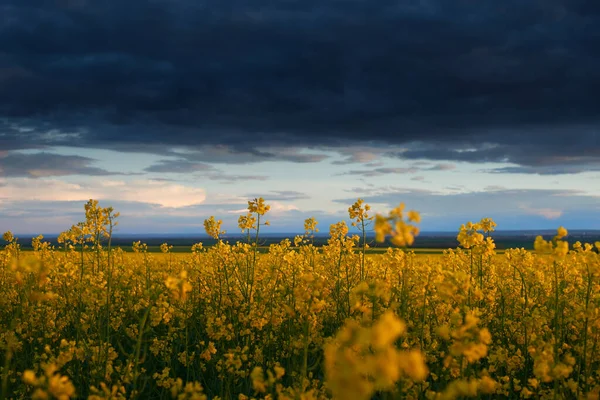 Hermoso Atardecer Sobre Flores Amarillas Campo Colza Brillante Paisaje Primaveral —  Fotos de Stock