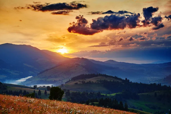 Wildblumen Wiese Und Schöner Sonnenuntergang Den Karpaten Sommerlandschaft Fichten Auf — Stockfoto