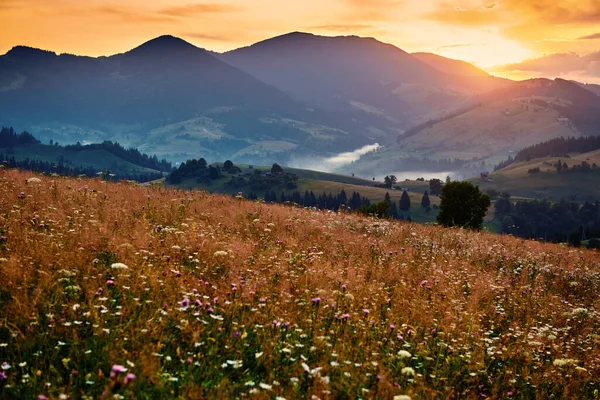 Wildflowers Meadow Golden Sunset Carpathian Mountains Beautiful Summer Landscape Spruces — 스톡 사진