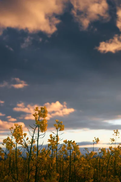 Όμορφο Ηλιοβασίλεμα Rapeseed Λουλούδι Closeup Φωτεινό Τοπίο Άνοιξη Σκοτεινό Ουρανό — Φωτογραφία Αρχείου