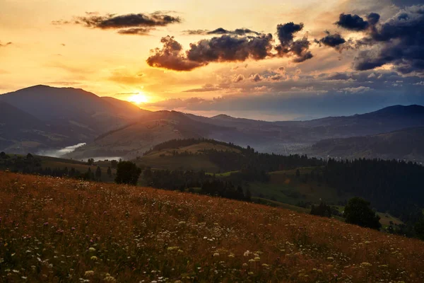 Wildflowers Meadow Golden Sunset Carpathian Mountains Beautiful Summer Landscape Spruces — Stock Photo, Image