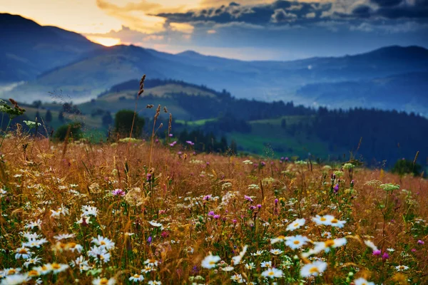 Wildflowers Meadow Beautiful Sunset Carpathian Mountains Summer Landscape Spruces Hills — 스톡 사진