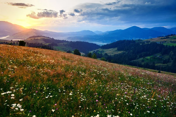 Wildblumen Wiese Und Schöner Sonnenuntergang Den Karpaten Sommerlandschaft Fichten Auf — Stockfoto