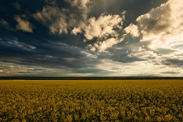 Paisagem Verão Pôr Sol Beleza Sobre Campo Girassóis — Fotografia de Stock