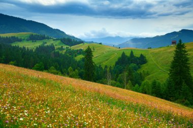 Doğa, Karpat Dağları 'ndaki yaz manzarası, kır çiçekleri ve çayırlar, tepelerdeki yaylalar, güzel bulutlu gökyüzü.