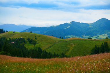 Doğa, Karpat Dağları 'ndaki yaz manzarası, kır çiçekleri ve çayırlar, tepelerdeki yaylalar, güzel bulutlu gökyüzü.