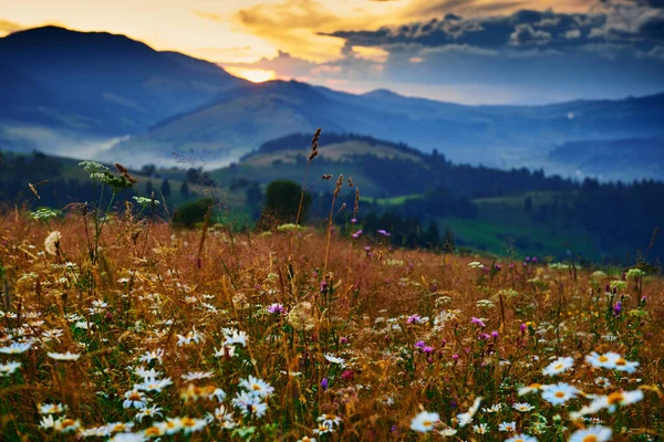 Polne Kwiaty Łąka Piękny Zachód Słońca Karpatach Letni Krajobraz Świerki — Zdjęcie stockowe