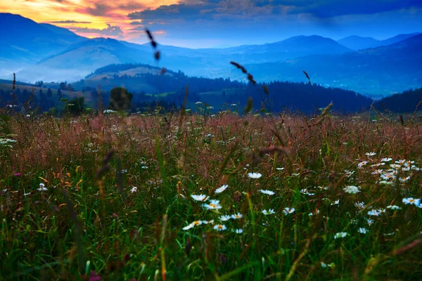 Nature Beautiful Sunset Carpathian Mountains Wildflowers Meadow Summer Landscape Spruces — Stock Photo, Image