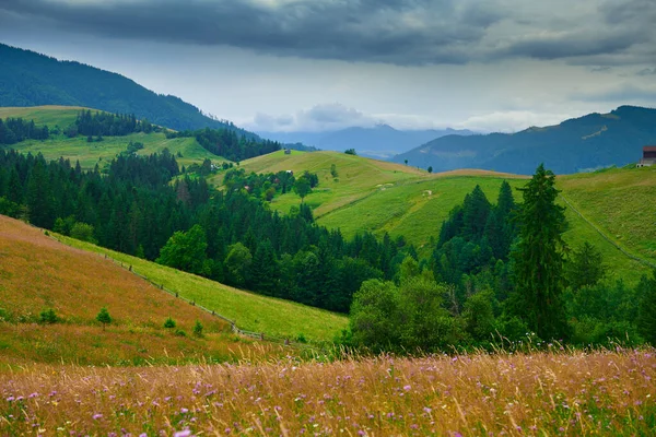 Природа Летний Пейзаж Карпатах Полевые Цветы Луг Ели Холмах Красивое — стоковое фото