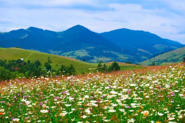 カルパチア山脈の夏の風景 野の花や草原 丘の上のスプルース 美しい曇りの空 — ストック写真