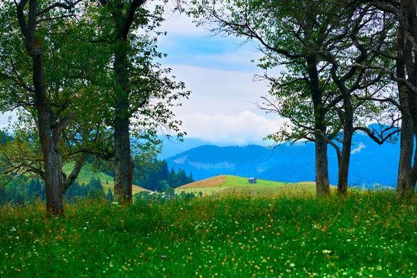 Natura Bellissimi Alberi Paesaggio Estivo Montagne Carpatiche Fiori Campo Prato Immagini Stock Royalty Free