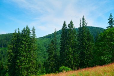 Vahşi doğa, Karpatlar 'daki yaz manzarası, kır çiçekleri ve çayırlar, tepelerdeki yaylalar, güzel bulutlu gökyüzü