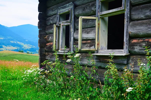 abandoned wooden home in countryside, nature, summer landscape in carpathian mountains, wildflowers and meadow, spruces on hills