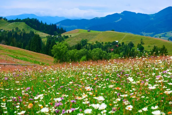 Natur Sommerlandschaft Den Karpaten Wildblumen Und Wiesen Fichten Auf Hügeln — Stockfoto