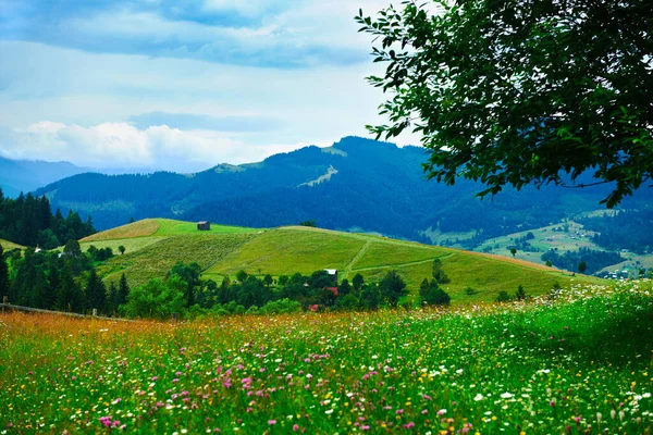 Przyroda Letni Krajobraz Karpatach Polne Kwiaty Łąka Świerki Wzgórzach Piękne — Zdjęcie stockowe