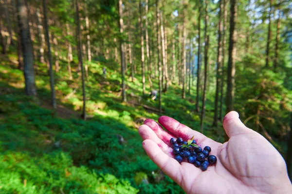 picking wild berries in the forest, hand with a handful of blueberry, wild nature, beautiful landscape in carpathian mountains, spruces on hills