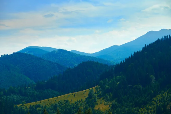 Naturaleza Salvaje Paisaje Verano Las Montañas Los Cárpatos Flores Silvestres —  Fotos de Stock