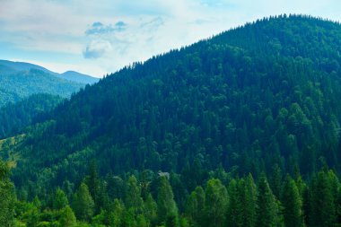 Vahşi doğa, Karpatlar 'daki yaz manzarası, kır çiçekleri ve çayırlar, tepelerdeki yaylalar, güzel bulutlu gökyüzü