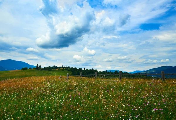 Naturaleza Paisaje Verano Las Montañas Los Cárpatos Flores Silvestres Prados — Foto de Stock