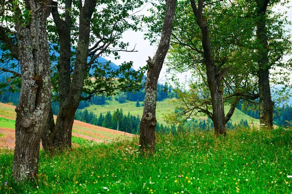 Naturaleza Hermosos Árboles Paisaje Verano Las Montañas Los Cárpatos Flores — Foto de Stock