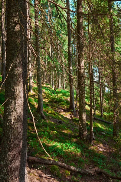 Vahşi Doğa Yaz Ormanlarındaki Parlak Güneş Işığı Karpat Dağlarındaki Güzel — Stok fotoğraf
