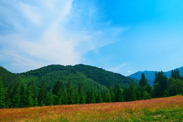 Naturaleza Salvaje Paisaje Verano Las Montañas Los Cárpatos Flores Silvestres — Foto de Stock