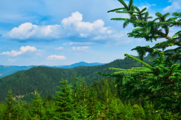 野外自然 树枝密闭 喀尔巴阡山脉的夏季风景 野花和草地 山上的云杉 美丽的云天 — 图库照片